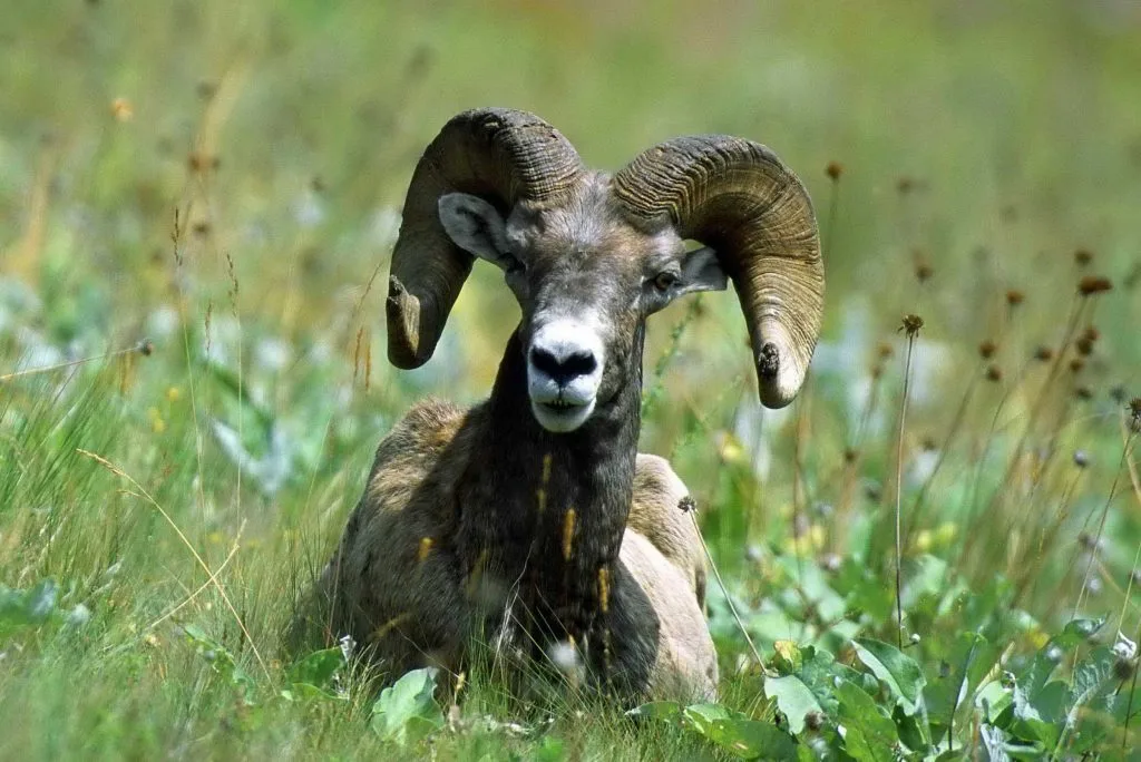Mouflon d'Amérique du Nevada