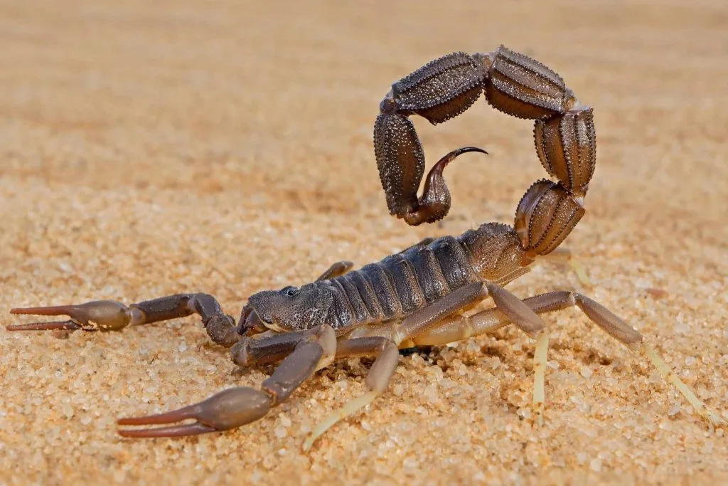 nevada-scorpion-desert