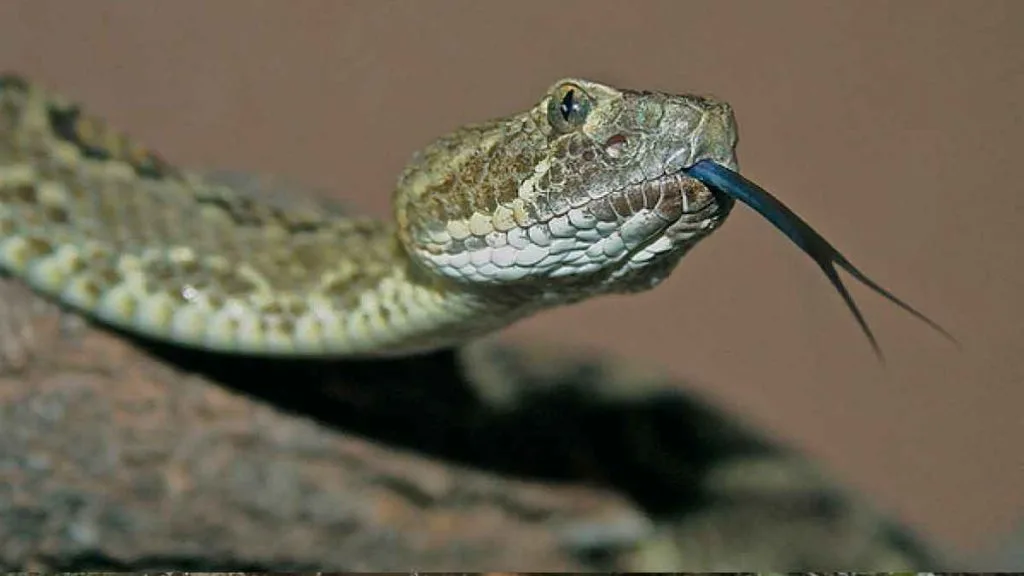 Serpent dans le désert du Nevada observé à distance