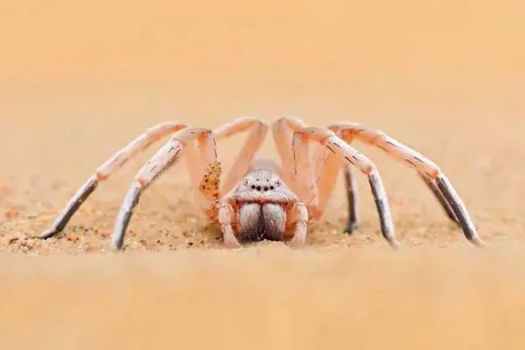 Tarantula - l'araignée énigmatique