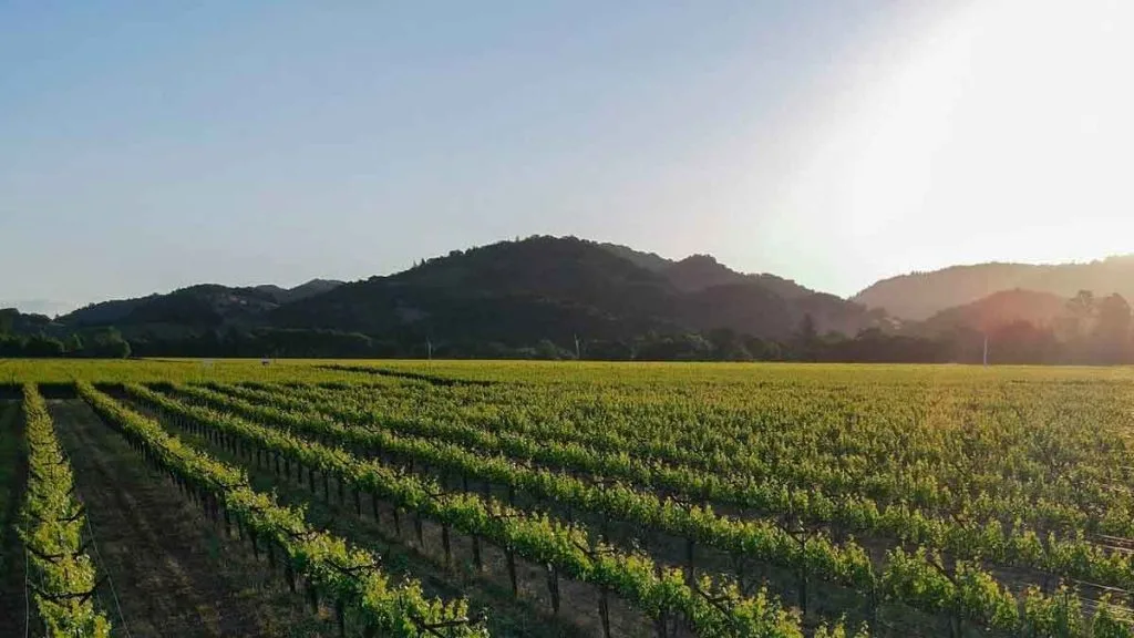 Vins du Nevada dans un vignoble de climat désertique