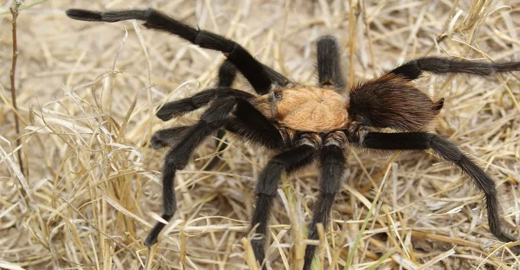 Araignée dans un paysage sec du désert du Mojave