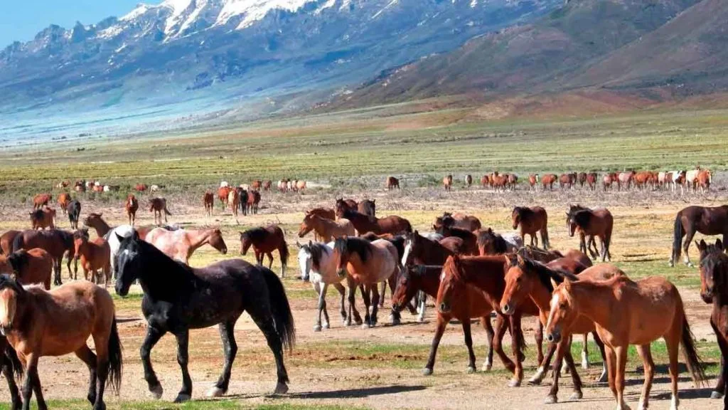 Chevaux sauvages du Nevada : les voir sans nourrir le mythe