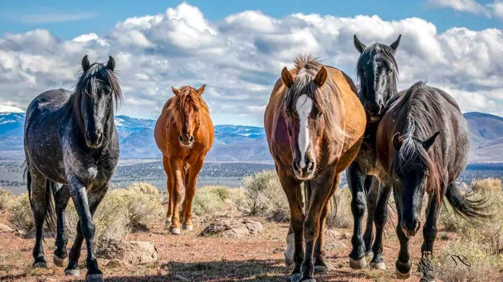 Mustangs de Carson Valley : les observer sans déranger les chevaux sauvages