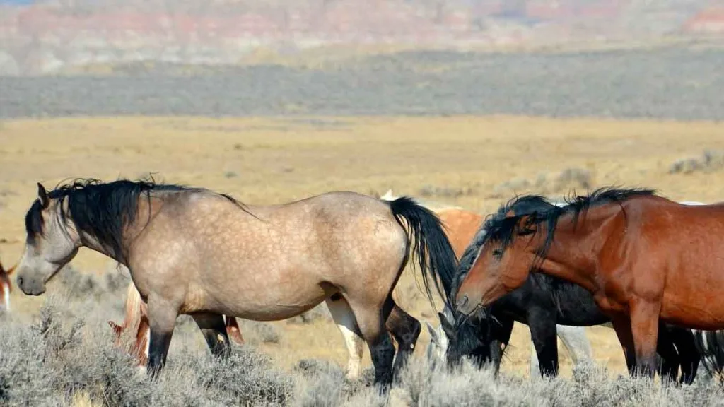 Randonnée à cheval dans un paysage du Nevada