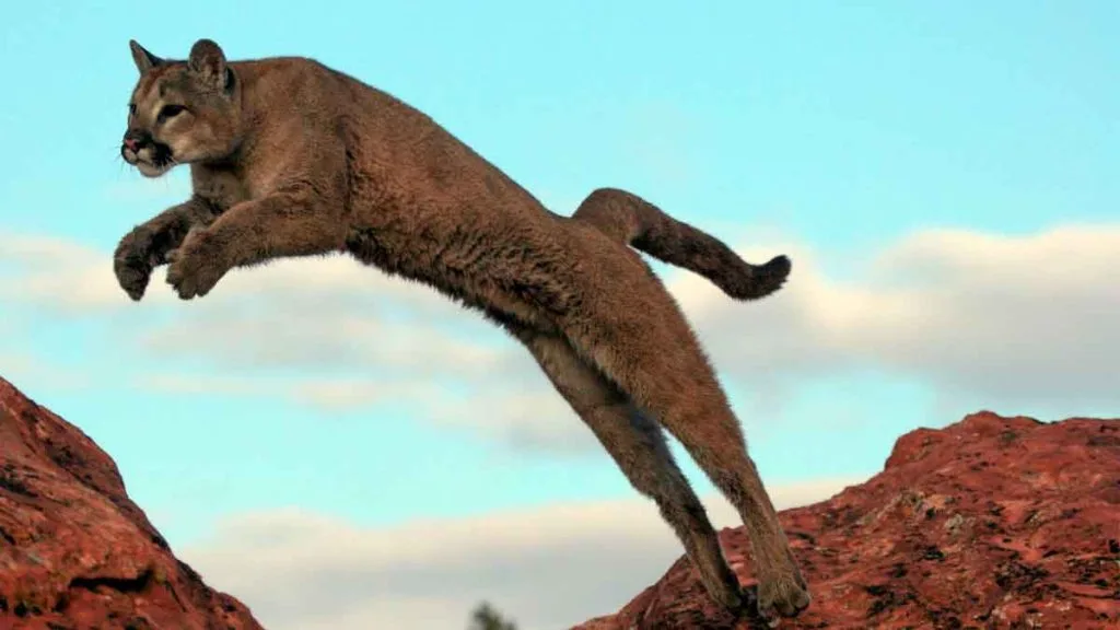 Paysage sauvage du Nevada où vivent coyotes, pumas et autres prédateurs