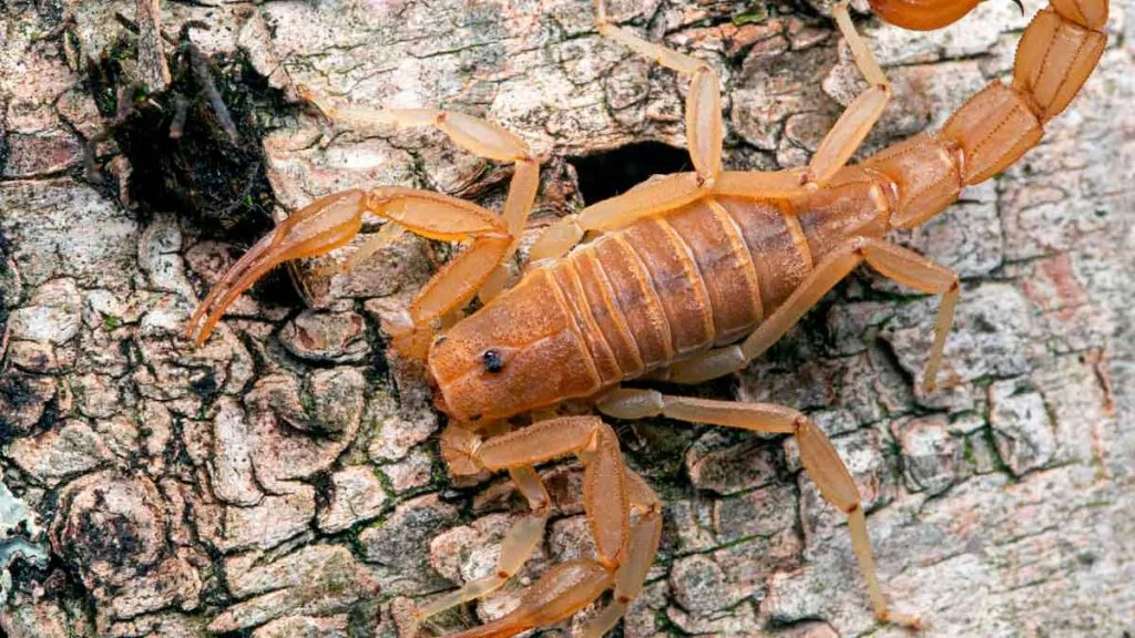 Scorpions au Nevada : risques réels, prévention et bons réflexes