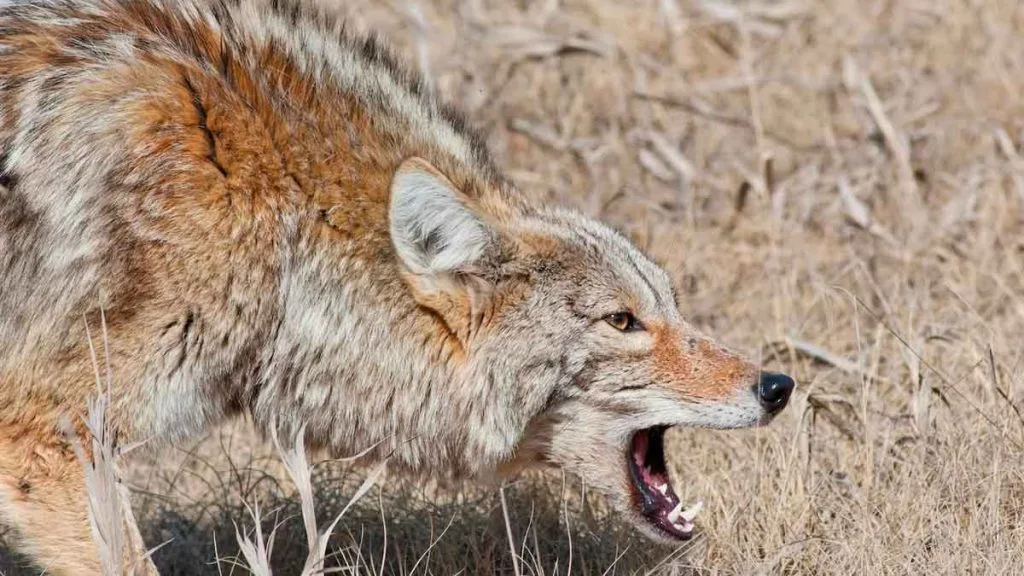 Coyotes au Nevada : que faire si vous en croisez un ?