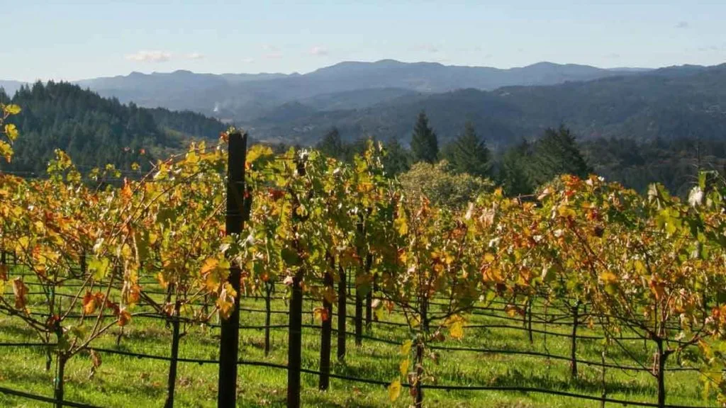 Vignobles de chardonnay du Nevada